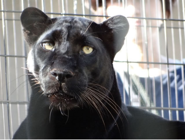 旭山動物園のクロヒョウ